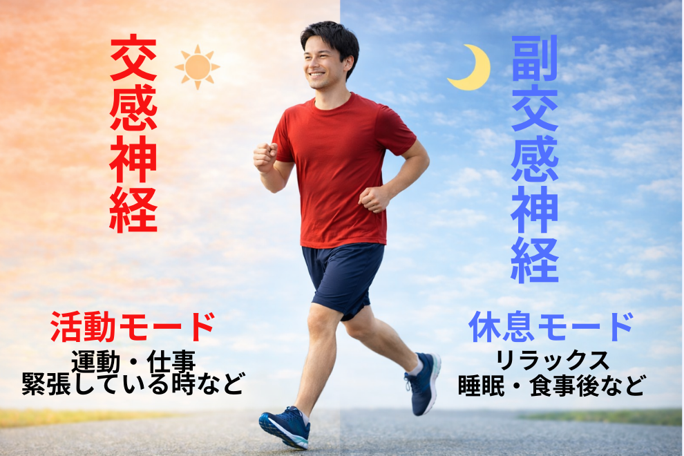 交感神経（活動モード）と副交感神経（休息モード）の違いを示すイメージ図